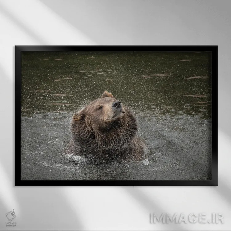 تابلو خرس قهوهای در پناهگاه خرسها، یک مرکز نجات در سیتکا، آب را از خود میتکاند اثر بتی سدرکوئیست - نمای قابدار مشکی