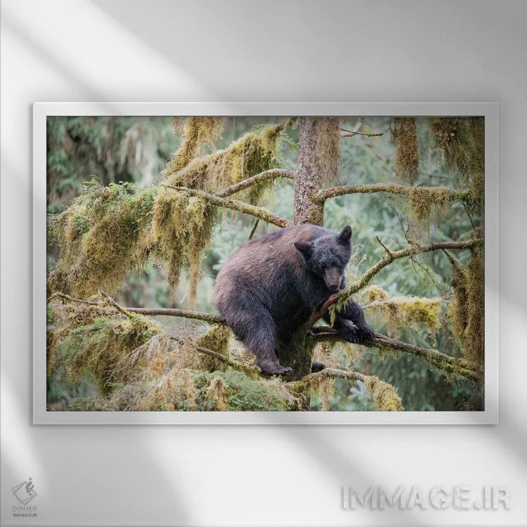 تابلو توله خرس سیاه درختی را در کنار آبان کریک برای امنیت پیدا میکند اثر بتی سدرکوئیست - نمای قابدار سفید