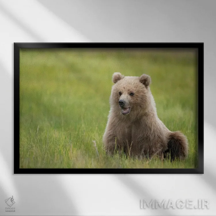 تابلو توله خرس قهوهای در حال خوردن علفهای جگن اثر بتی سدرکوئیست - نمای قابدار مشکی
