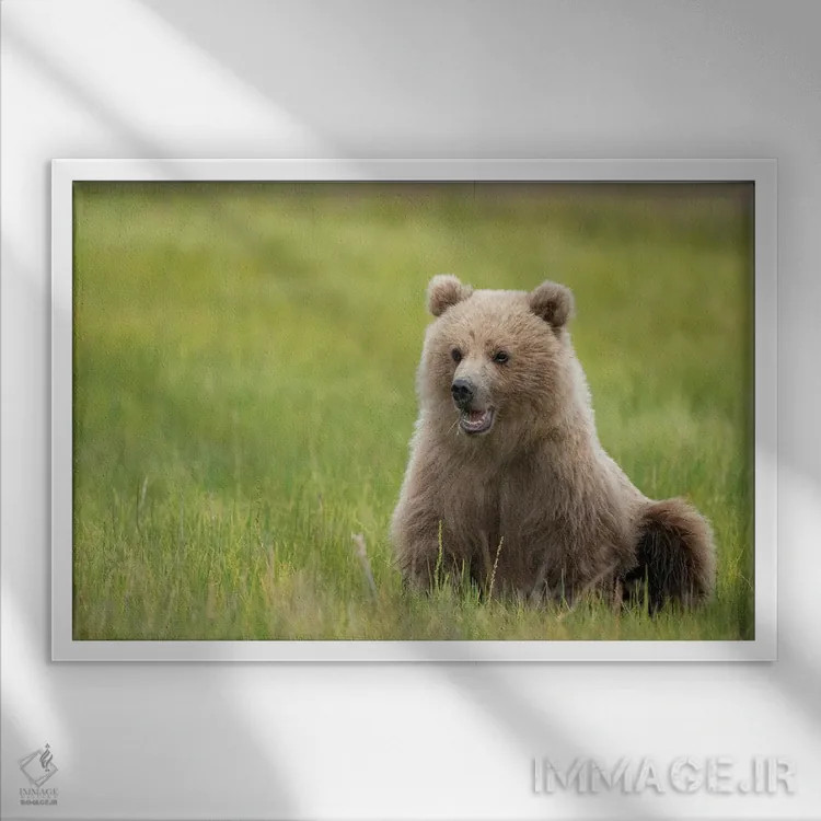 تابلو توله خرس قهوهای در حال خوردن علفهای جگن اثر بتی سدرکوئیست - نمای قابدار سفید