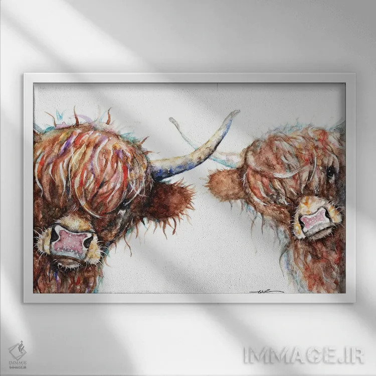 تابلو گاوهای کنجکاو هایلند اثر بیبزآرتس - نمای قابدار سفید