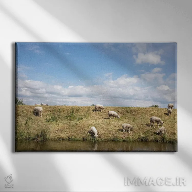 تابلو گوسفند چراکننده اثر کلارا باستین - نمای روبهرو روی دیوار