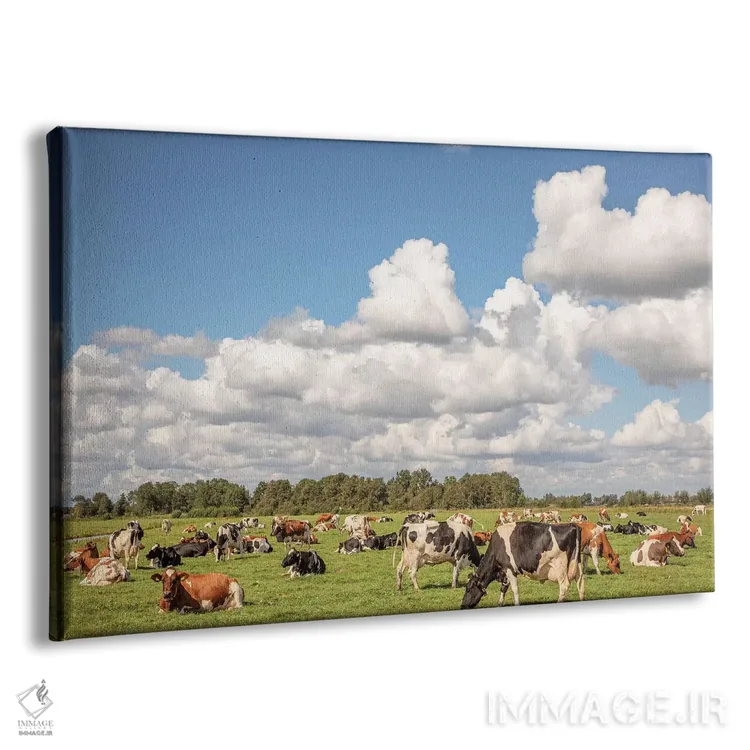 تابلو گاوهای چراکننده در مرتع اثر کلارا باستین - نمای پرسپکتیو محصول