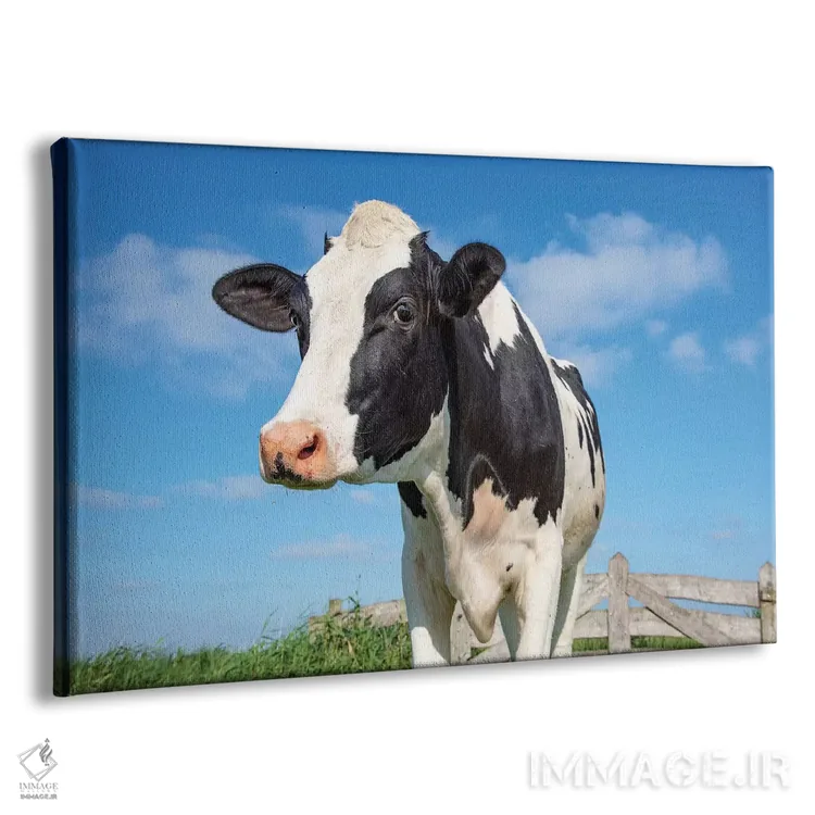تابلو گاو بامزه اثر کلارا باستین - نمای پرسپکتیو محصول