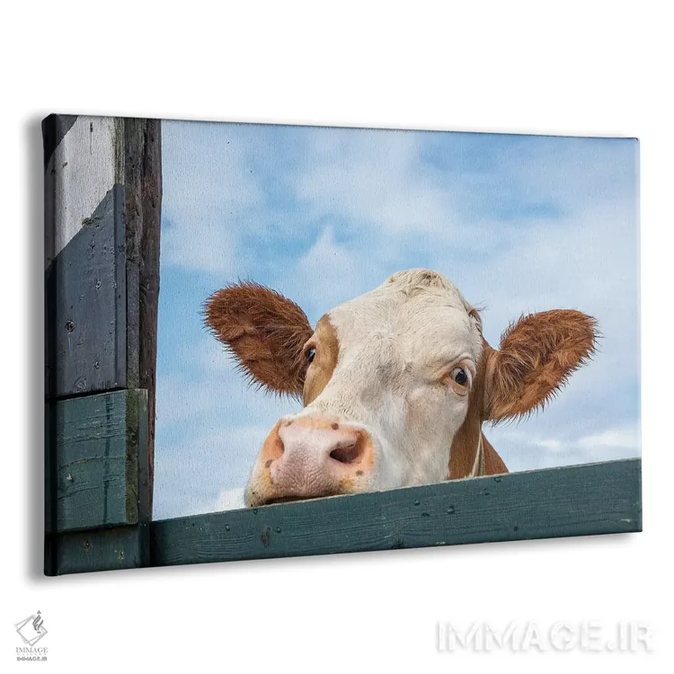 تابلو گاو کنجکاو اثر کلارا باستین - نمای پرسپکتیو محصول