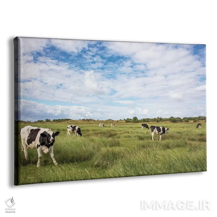 تابلو گاوها در مزرعه اثر کلارا باستین - نمای پرسپکتیو محصول