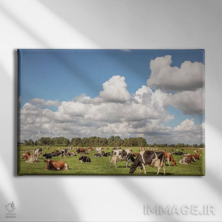 تابلو گاوهای چراکننده در مرتع اثر کلارا باستین - نمای روبهرو روی دیوار