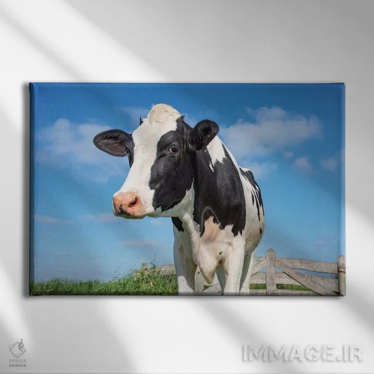 تابلو گاو بامزه اثر کلارا باستین - نمای روبهرو روی دیوار