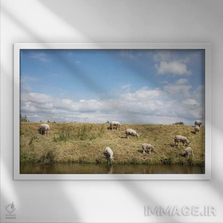 تابلو گوسفند چراکننده اثر کلارا باستین - نمای قابدار سفید