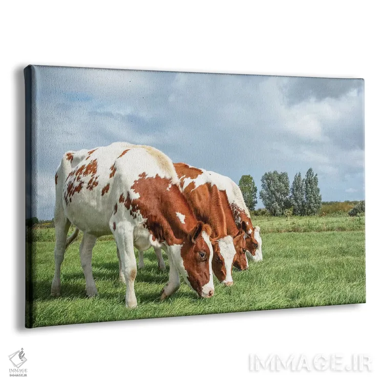 تابلو چهار گاو در یک ردیف اثر کلارا باستین - نمای پرسپکتیو محصول