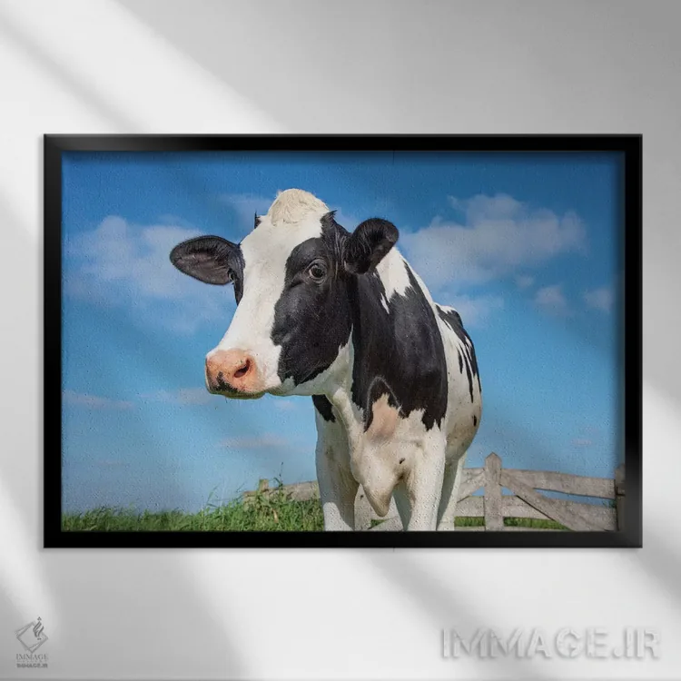 تابلو گاو بامزه اثر کلارا باستین - نمای قابدار مشکی