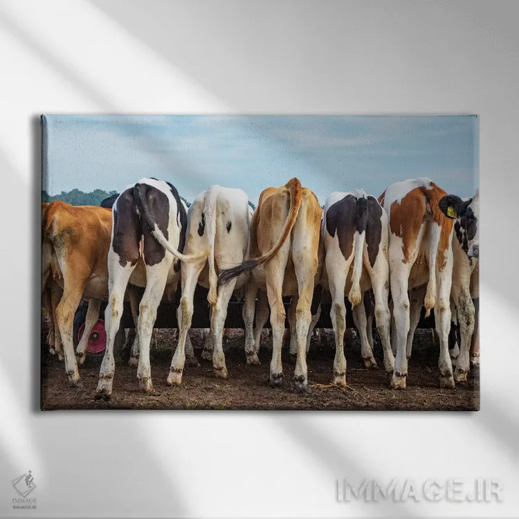 تابلو کپلها و دمها اثر کلارا باستین - نمای روبهرو روی دیوار