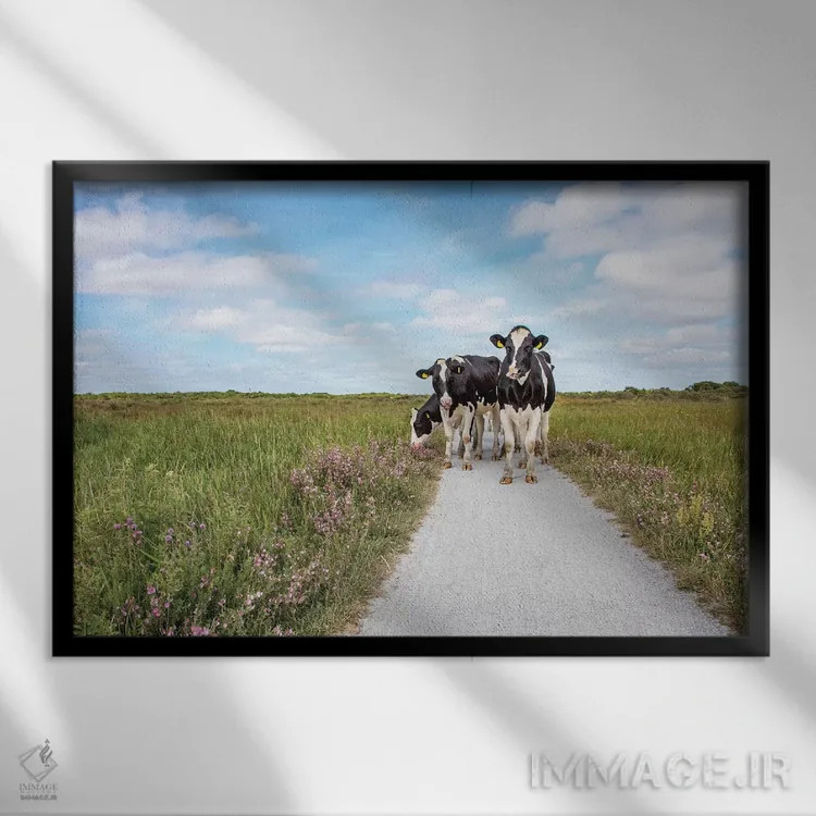 تابلو گاوها در جاده اثر کلارا باستین - نمای قابدار مشکی