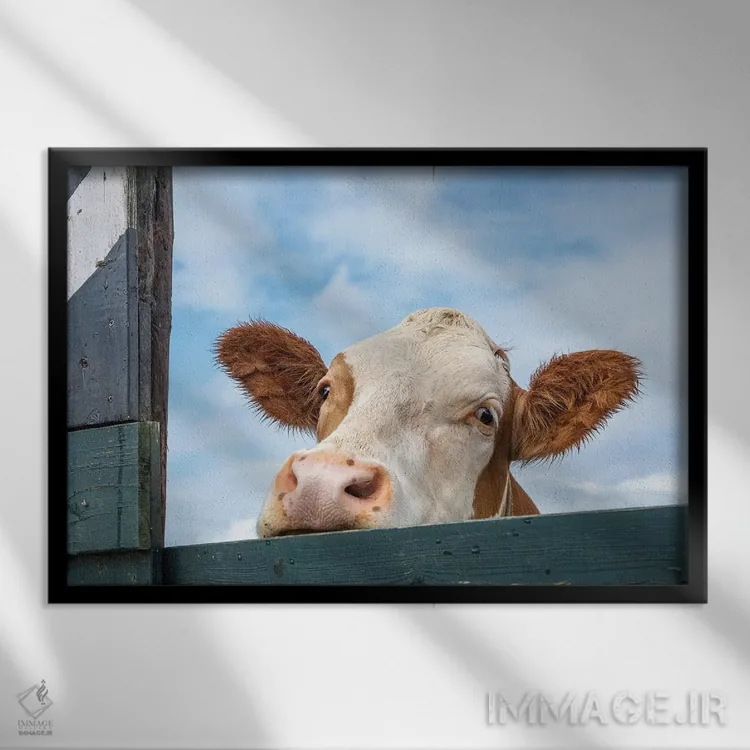 تابلو گاو کنجکاو اثر کلارا باستین - نمای قابدار مشکی
