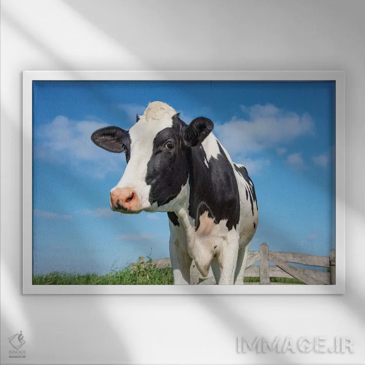 تابلو گاو بامزه اثر کلارا باستین - نمای قابدار سفید