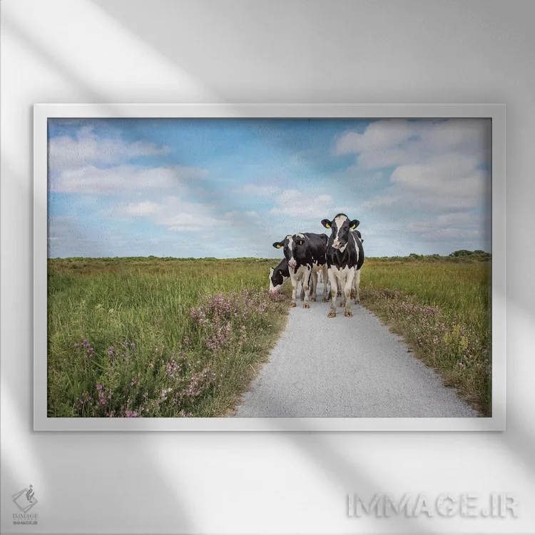 تابلو گاوها در جاده اثر کلارا باستین - نمای قابدار سفید