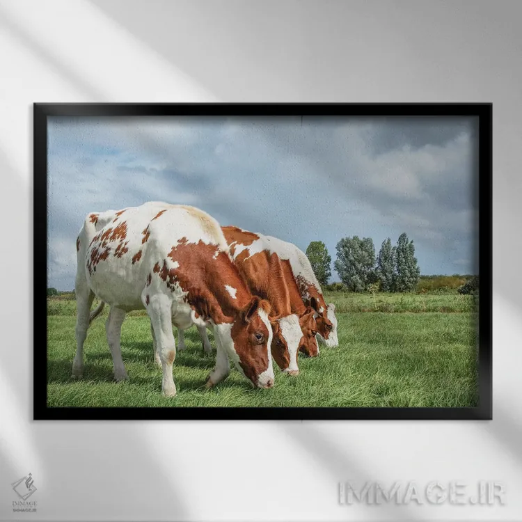 تابلو چهار گاو در یک ردیف اثر کلارا باستین - نمای قابدار مشکی