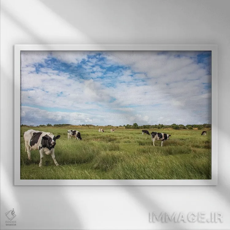 تابلو گاوها در مزرعه اثر کلارا باستین - نمای قابدار سفید