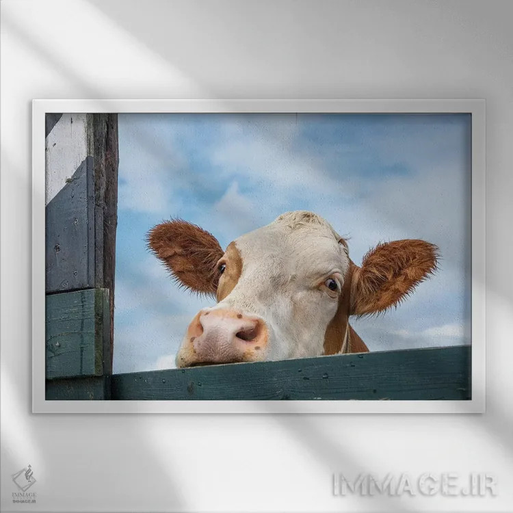 تابلو گاو کنجکاو اثر کلارا باستین - نمای قابدار سفید