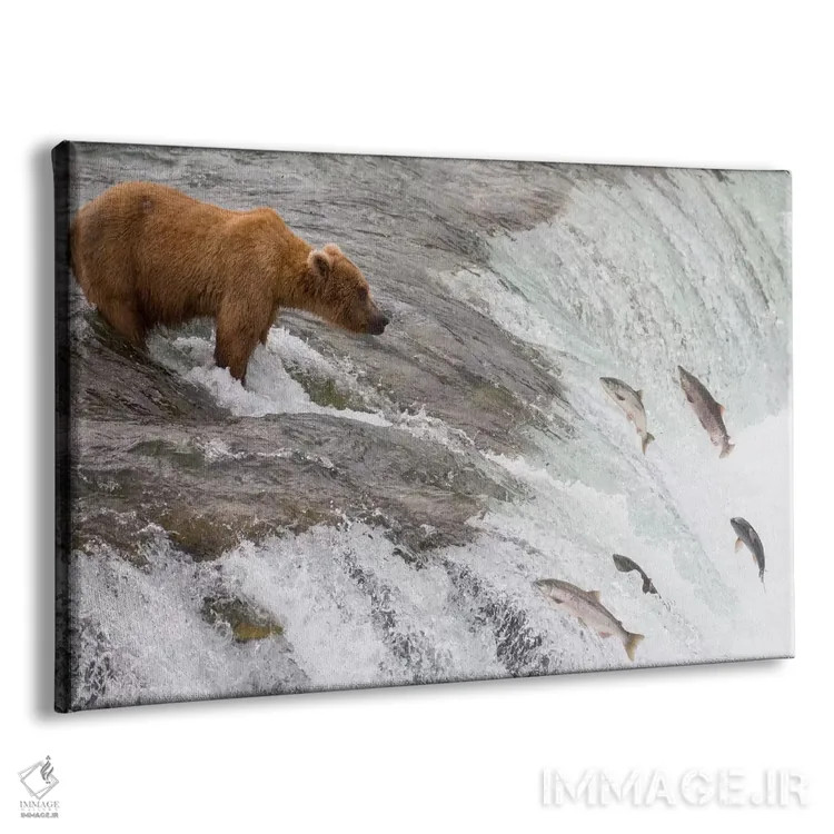 تابلو خرس گریزلی که ماهی آزاد سرخ را شکار میکند و ماهیان از آبشار بالا میپرند، آبشار بروکس، پارک ملی کتمای، آلاسکا اثر ماتیاس برایتر - نمای پرسپکتیو محصول