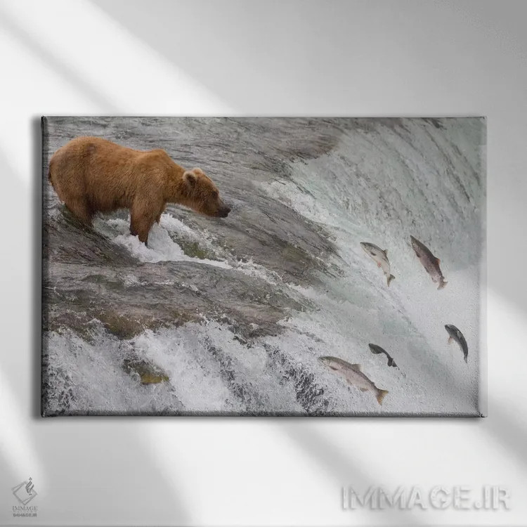 تابلو خرس گریزلی که ماهی آزاد سرخ را شکار میکند و ماهیان از آبشار بالا میپرند، آبشار بروکس، پارک ملی کتمای، آلاسکا اثر ماتیاس برایتر - نمای روبهرو روی دیوار