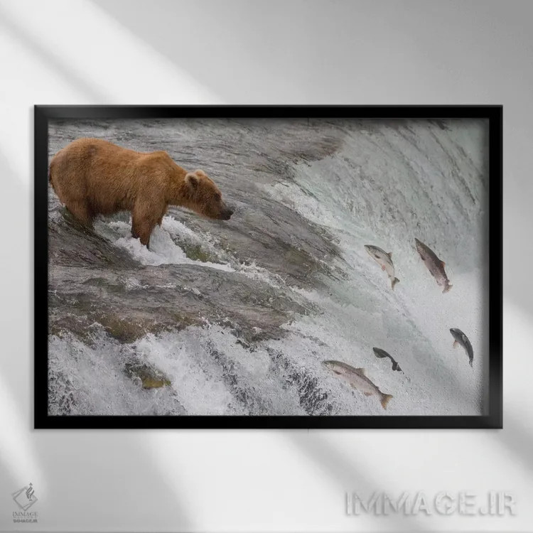 تابلو خرس گریزلی که ماهی آزاد سرخ را شکار میکند و ماهیان از آبشار بالا میپرند، آبشار بروکس، پارک ملی کتمای، آلاسکا اثر ماتیاس برایتر - نمای قابدار مشکی