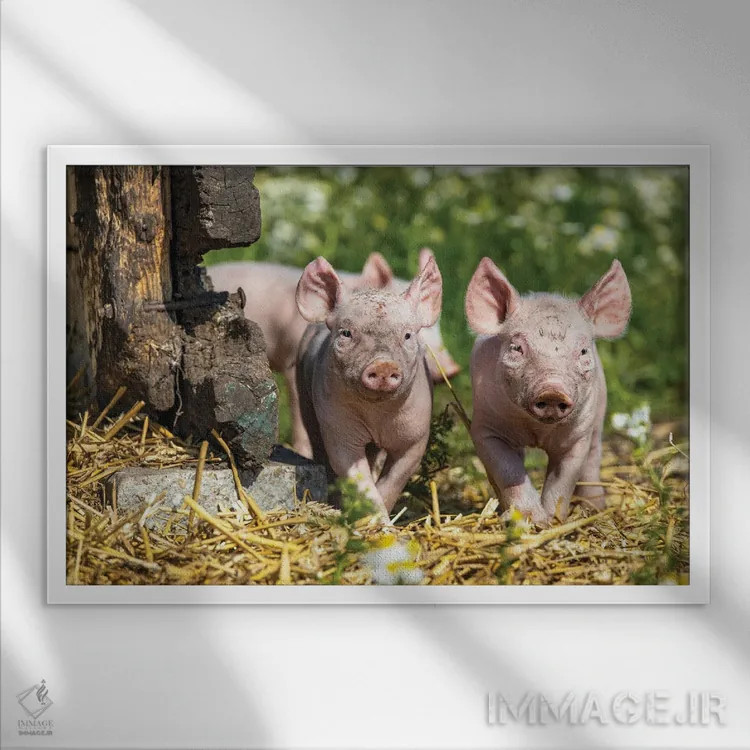 تابلو بهترین دوستان تا ابد اثر کلارا باستین - نمای قابدار سفید