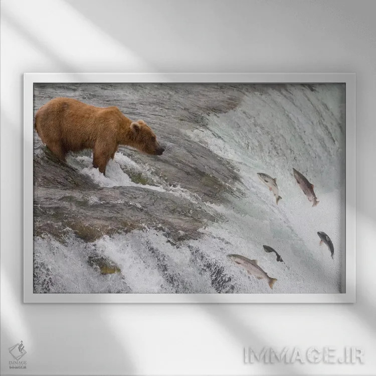 تابلو خرس گریزلی که ماهی آزاد سرخ را شکار میکند و ماهیان از آبشار بالا میپرند، آبشار بروکس، پارک ملی کتمای، آلاسکا اثر ماتیاس برایتر - نمای قابدار سفید