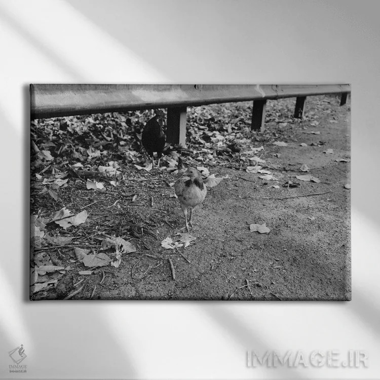 تابلو چرا مرغ از خیابان گذشت؟ (ضربالمثل/جوک) اثر بثانی یانگ - نمای روبهرو روی دیوار