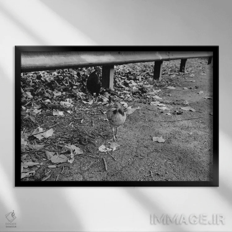 تابلو چرا مرغ از خیابان گذشت؟ (ضربالمثل/جوک) اثر بثانی یانگ - نمای قابدار مشکی