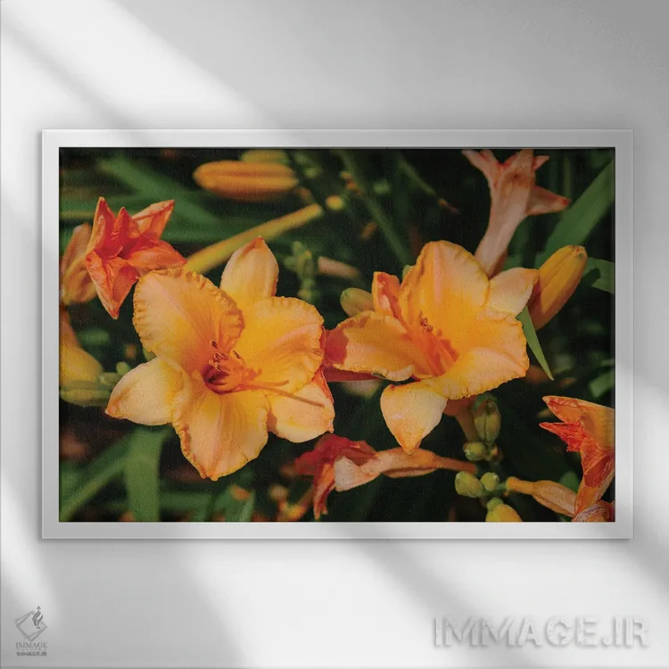 تابلو باغ سوسن روز ۱۱ اثر بثانی یانگ - نمای قابدار سفید