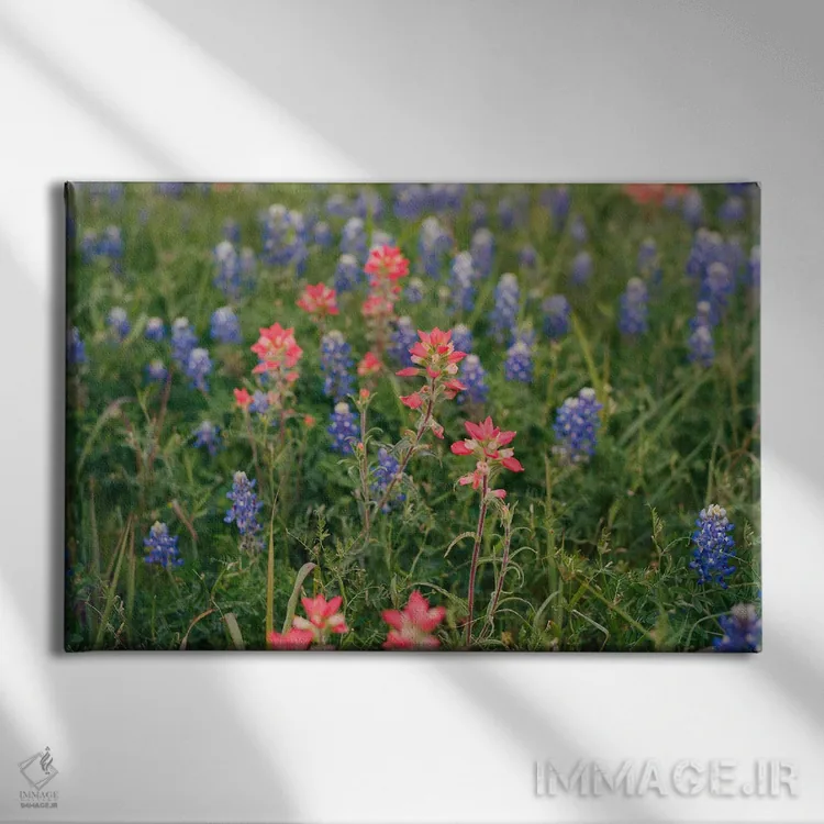 تابلو مزرعه گل بلوبونت تگزاس ۲ اثر بثانی یانگ - نمای روبهرو روی دیوار
