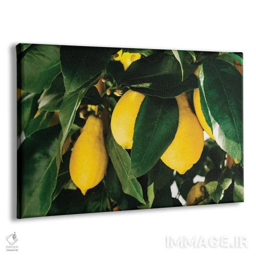 تابلو لیموهای ساحل آمالفی شماره یک اثر بثانی یانگ - نمای پرسپکتیو محصول