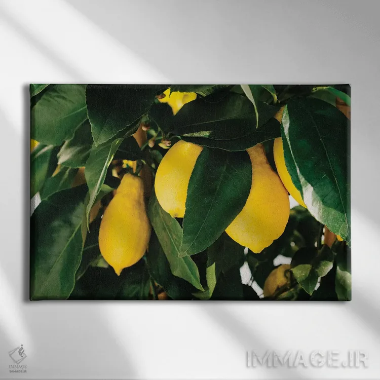 تابلو لیموهای ساحل آمالفی شماره یک اثر بثانی یانگ - نمای روبهرو روی دیوار