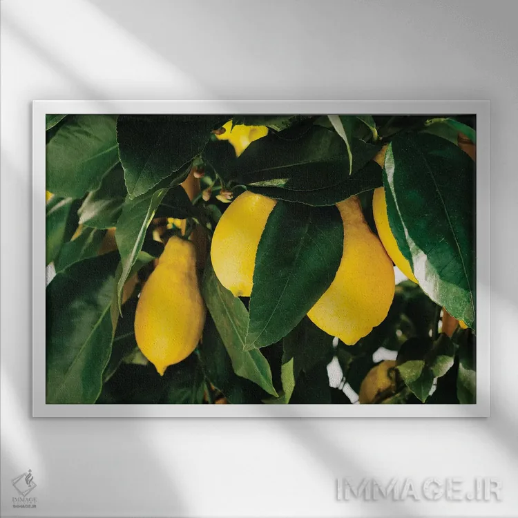 تابلو لیموهای ساحل آمالفی شماره یک اثر بثانی یانگ - نمای قابدار سفید