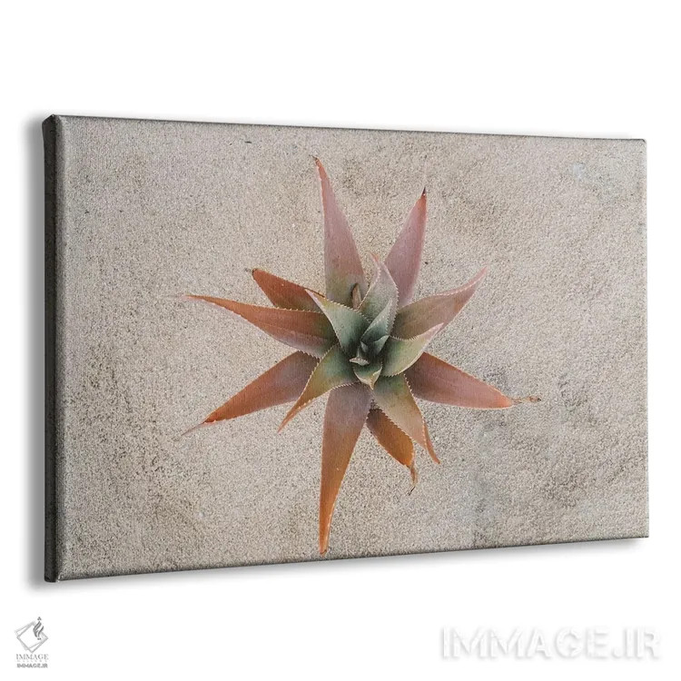 تابلو ساکولنت مکزیکی اثر بثانی یانگ - نمای پرسپکتیو محصول