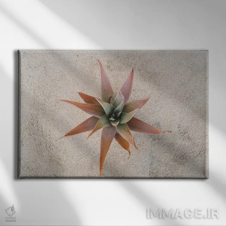 تابلو ساکولنت مکزیکی اثر بثانی یانگ - نمای روبهرو روی دیوار