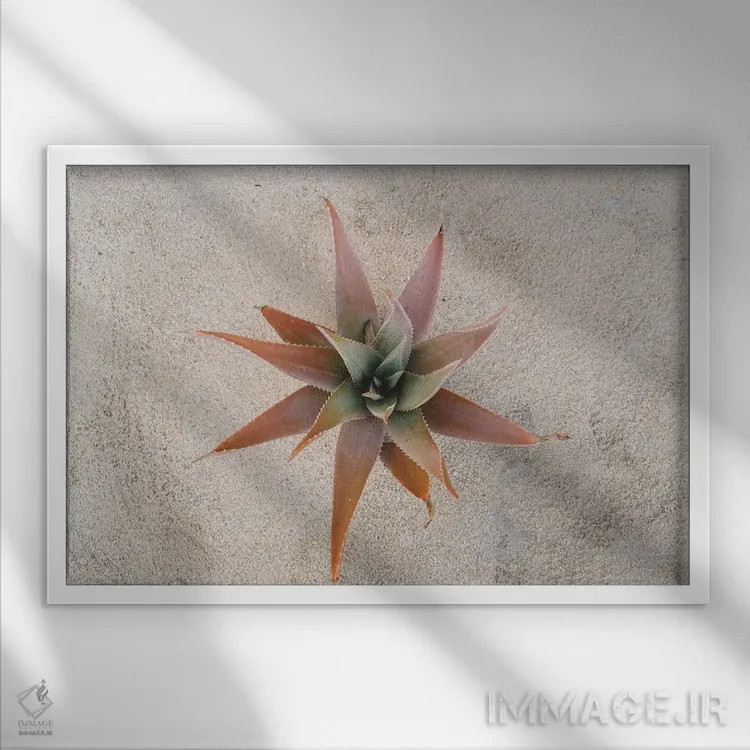 تابلو ساکولنت مکزیکی اثر بثانی یانگ - نمای قابدار سفید