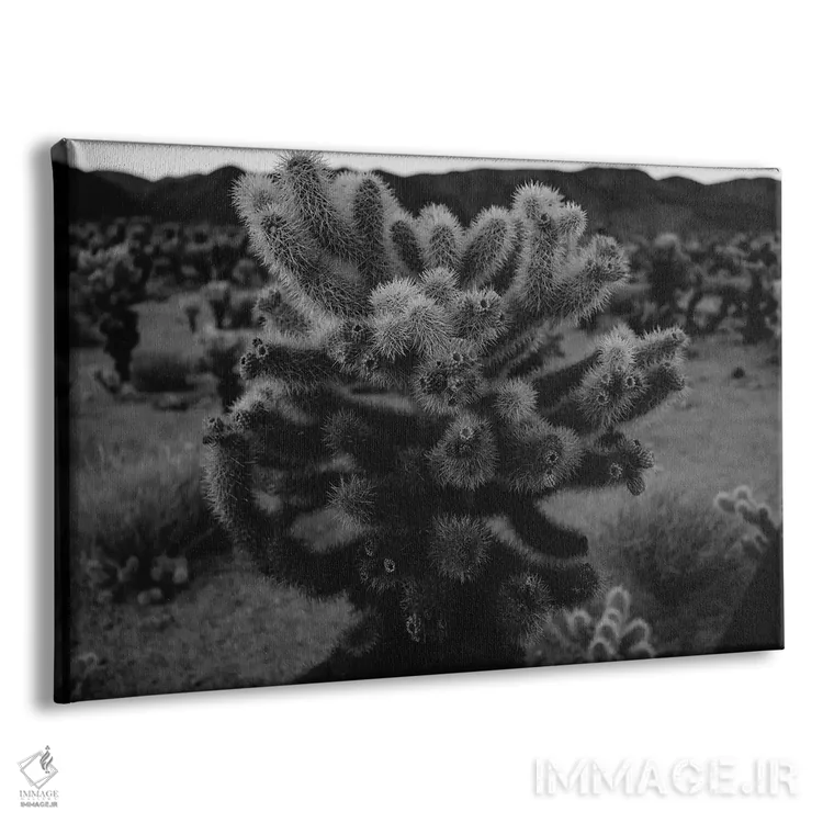 تابلو باغ کاکتوس چولا سیزده اثر بثانی یانگ - نمای پرسپکتیو محصول