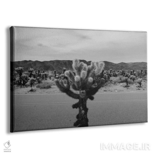 تابلو باغ کاکتوس چولا هفده اثر بثانی یانگ - نمای پرسپکتیو محصول