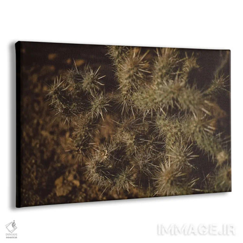 تابلو کاکتوس جاشوا تری اثر بثانی یانگ - نمای پرسپکتیو محصول