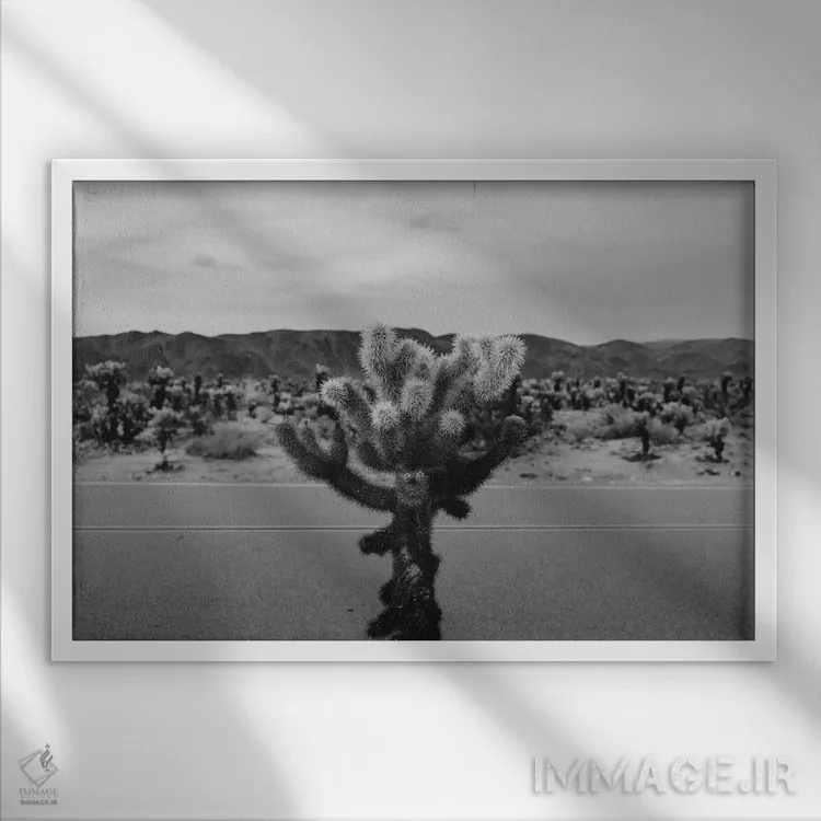 تابلو باغ کاکتوس چولا هفده اثر بثانی یانگ - نمای قابدار سفید