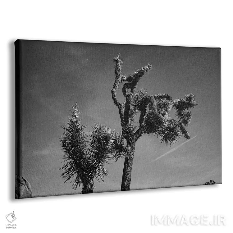 تابلو پارک ملی جاشوا تری بیست و پنجم اثر بثانی یانگ - نمای پرسپکتیو محصول