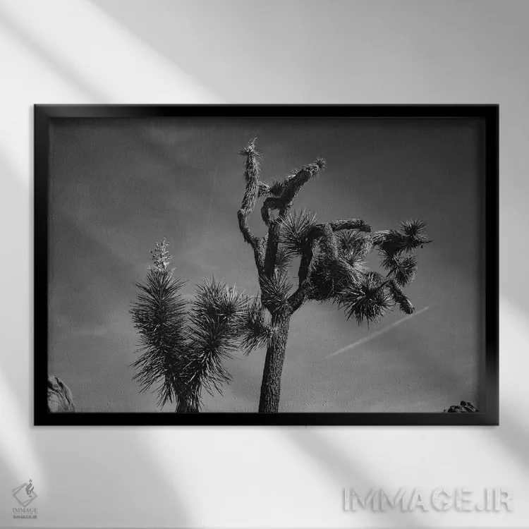 تابلو پارک ملی جاشوا تری بیست و پنجم اثر بثانی یانگ - نمای قابدار مشکی