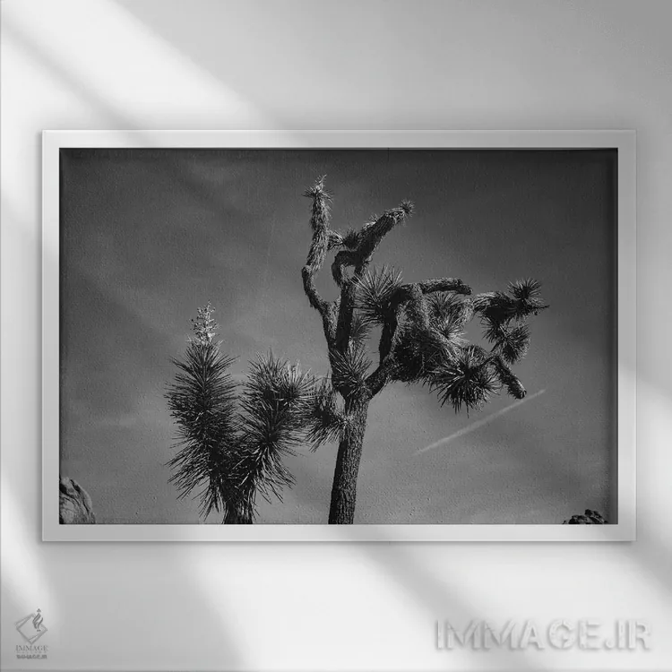 تابلو پارک ملی جاشوا تری بیست و پنجم اثر بثانی یانگ - نمای قابدار سفید