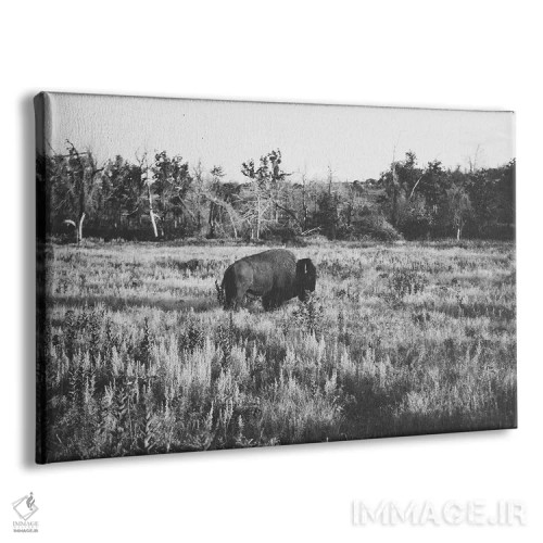 تابلو بوفالوی تنها اثر بثانی یانگ - نمای پرسپکتیو محصول