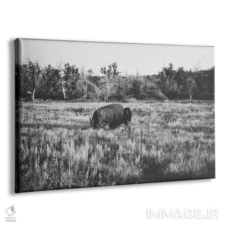 تابلو بوفالوی تنها اثر بثانی یانگ - نمای پرسپکتیو محصول