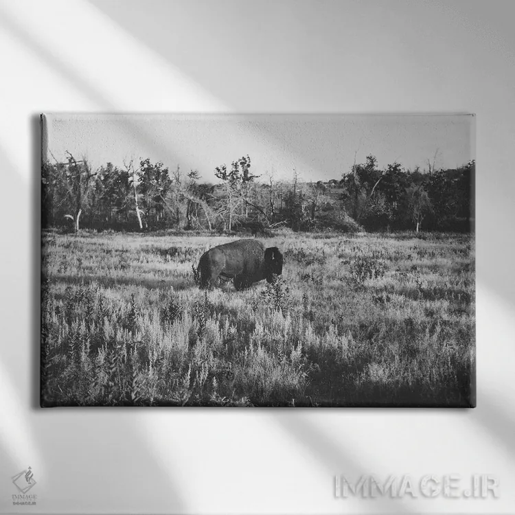 تابلو بوفالوی تنها اثر بثانی یانگ - نمای روبهرو روی دیوار