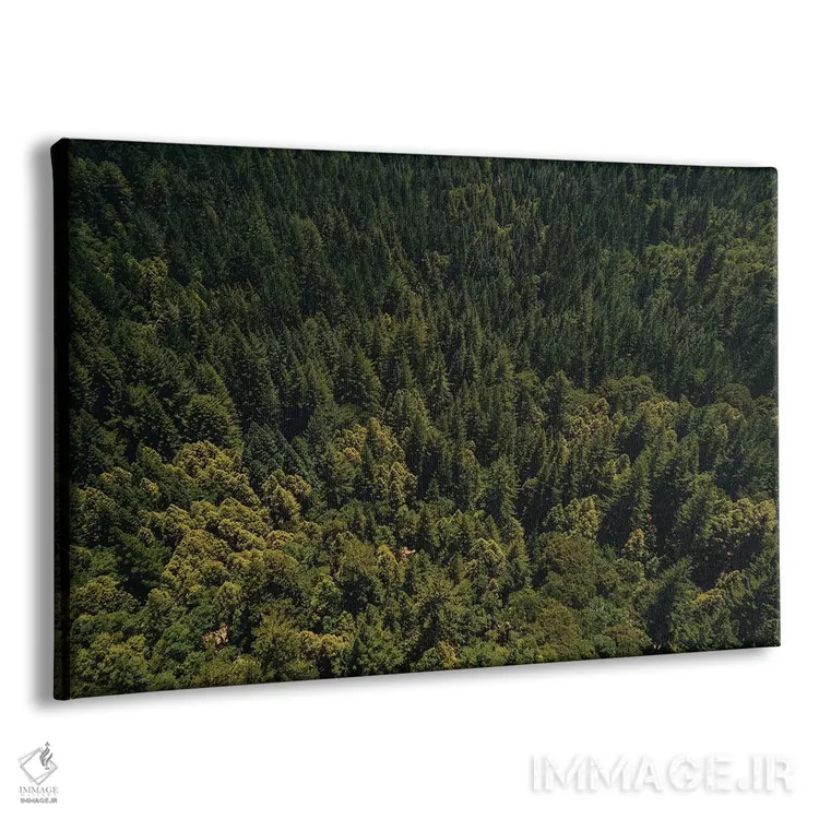 تابلو جنگل سرخچوب کالیفرنیا دوم اثر بثانی یانگ - نمای پرسپکتیو محصول