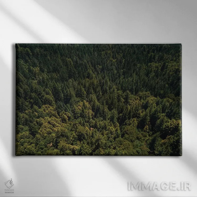 تابلو جنگل سرخچوب کالیفرنیا دوم اثر بثانی یانگ - نمای روبهرو روی دیوار